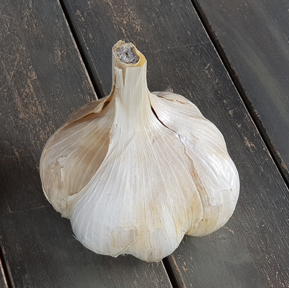 aglione valdichiana bio